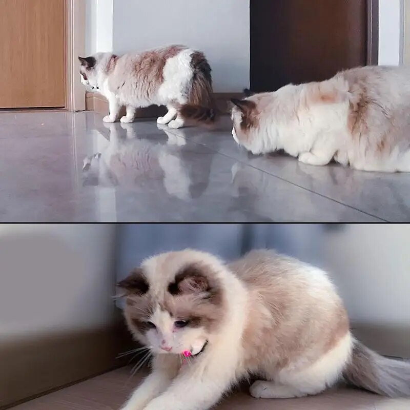 Wearable Cat Toys With LED Lights - Wearable Electric Smart Amusing Collar Soft Electric Smart Collar Pet Exercise Toy For Small