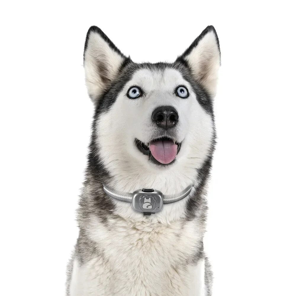 Dog Collar Pet Locator Cat and Dog GPS Collar - Locator Anti-lost Artifact Smart Dog Training