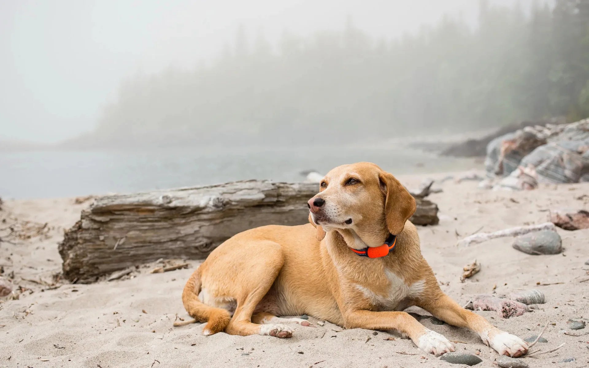 Fast and reliable 4G connectivity enables real-time location tracking.