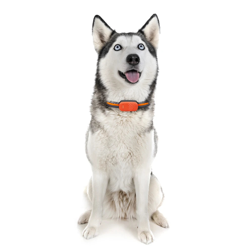 4G Pet Collar, GPS tracker and locator for pets, with real-time tracking and anti-lost alarm.