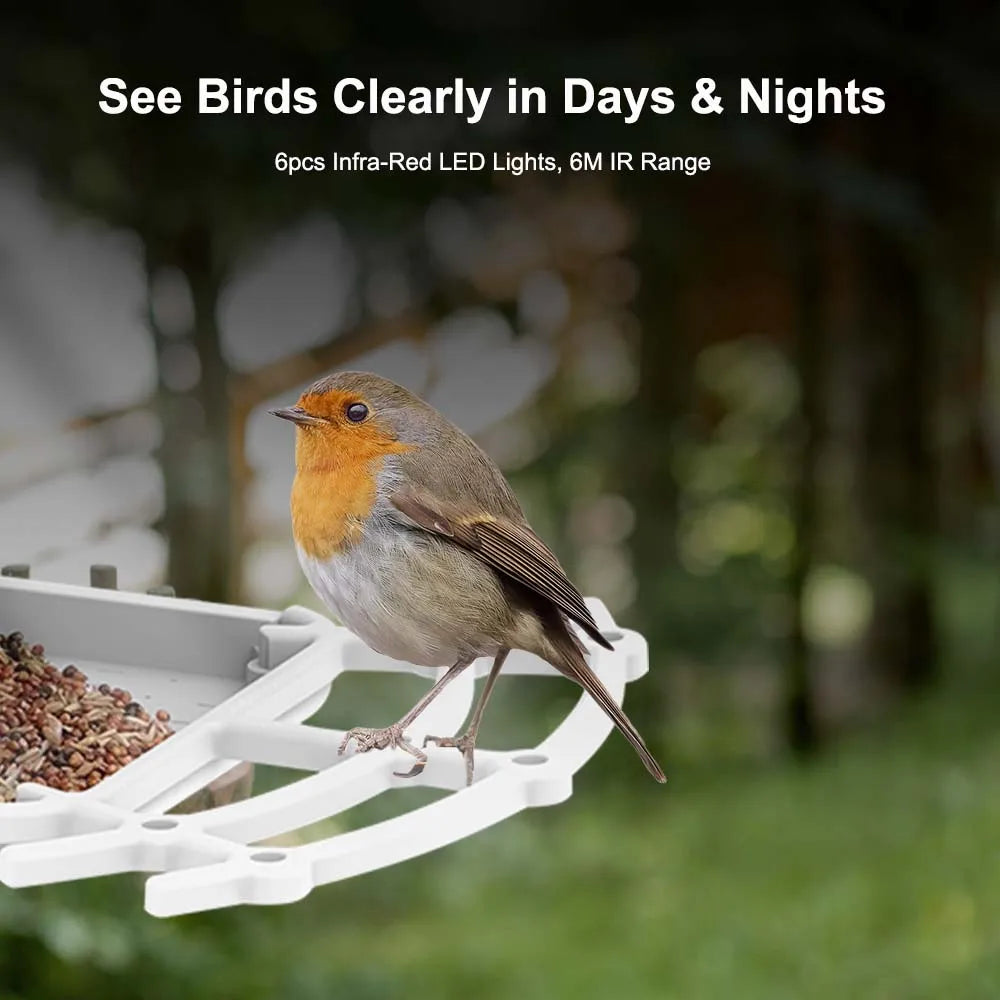 Bird Feeder Video Camera, Infrared bird camera captures clear images day and night, up to 6m away.